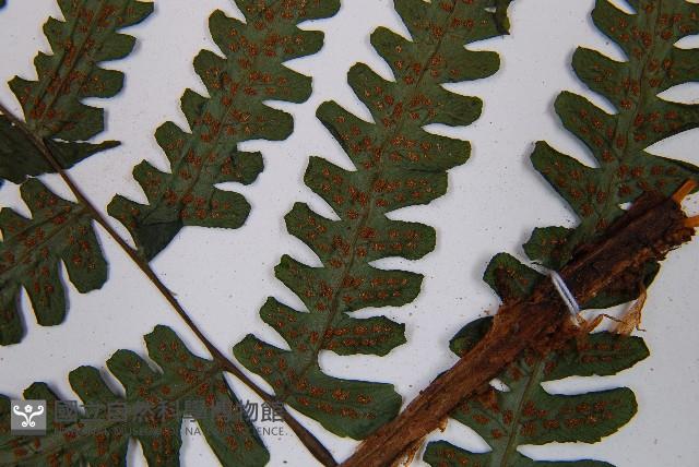 黑葉貞蕨藏品圖，第5張