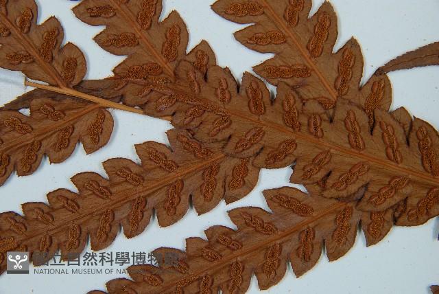 日本狗脊蕨藏品圖，第5張