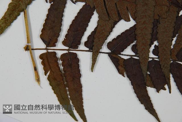 廣葉鋸齒雙蓋蕨藏品圖，第4張