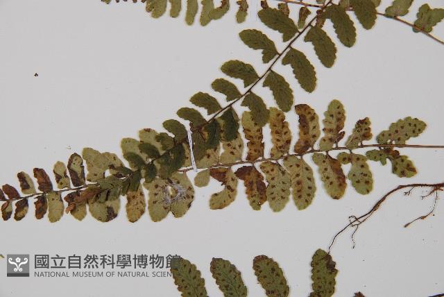 紅苞蹄蓋蕨藏品圖，第5張