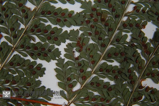 登錄號:P010722藏品圖，第8張