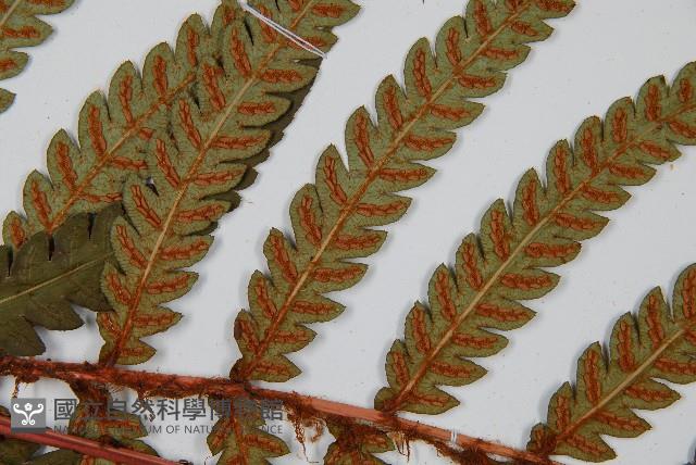 日本狗脊蕨藏品圖，第8張