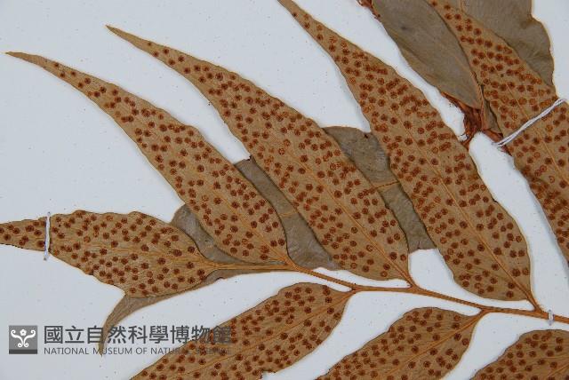 披針貫眾蕨藏品圖，第5張