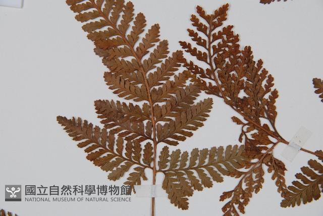 圓蓋陰石蕨藏品圖，第5張