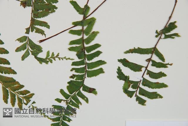 複齒鐵角蕨藏品圖，第5張