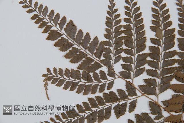 斜方複葉耳蕨藏品圖，第4張