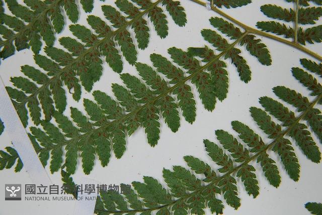 短葉蹄蓋蕨藏品圖，第5張