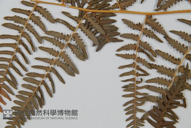 蕨藏品圖，第3張