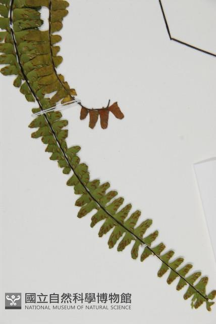 生芽鐵角蕨藏品圖，第5張