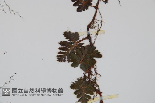 鱗葉陰石蕨藏品圖，第5張