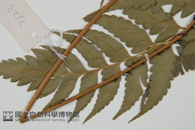 鐮形假毛蕨藏品圖，第5張