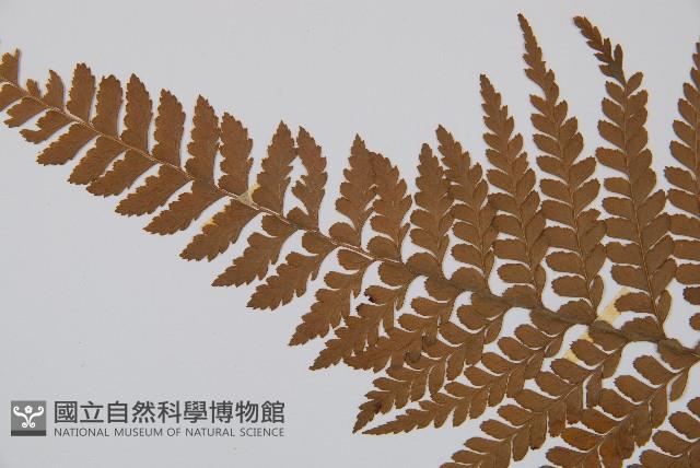 粗毛鱗蓋蕨藏品圖，第5張