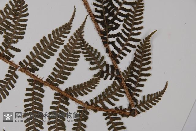 川上氏肋毛蕨藏品圖，第5張