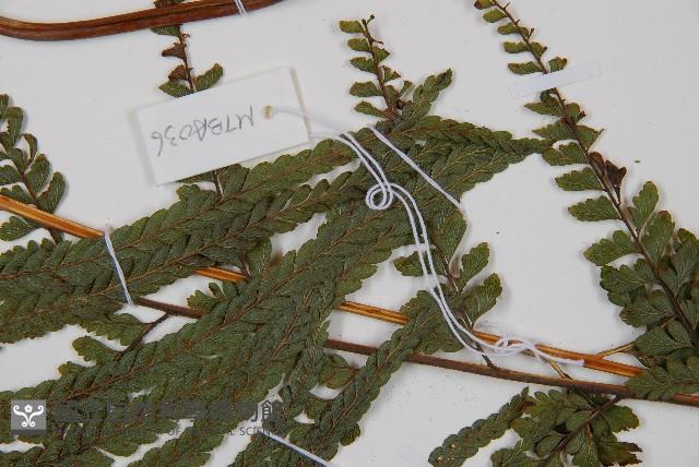 粗毛鱗蓋蕨藏品圖，第5張