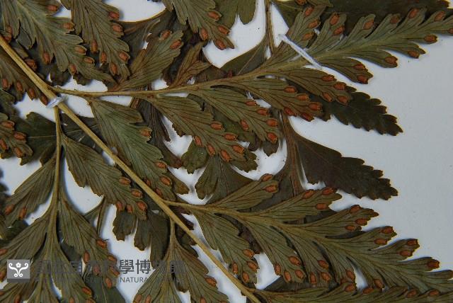 闊葉骨碎補藏品圖，第5張