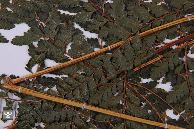 粗毛鱗蓋蕨藏品圖，第5張