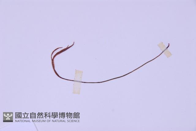 線葉鐵角蕨藏品圖，第5張