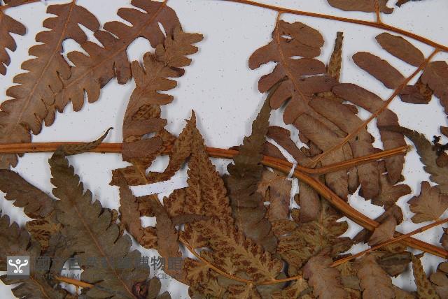 淡綠短腸蕨藏品圖，第5張