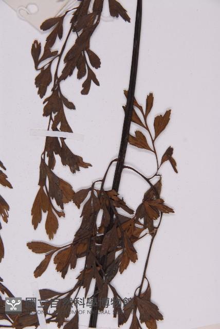 大黑柄鐵角蕨、黃鱗鐵角蕨、大羽鐵角蕨藏品圖，第5張