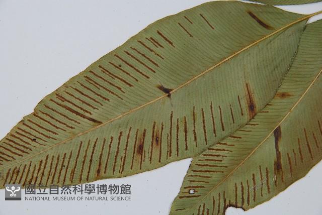 細柄雙蓋蕨藏品圖，第5張