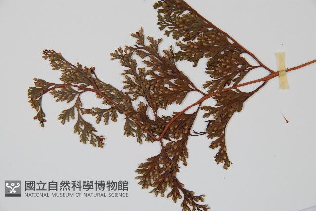 海州骨碎補藏品圖，第5張