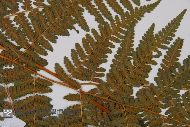 姬蕨藏品圖，第5張