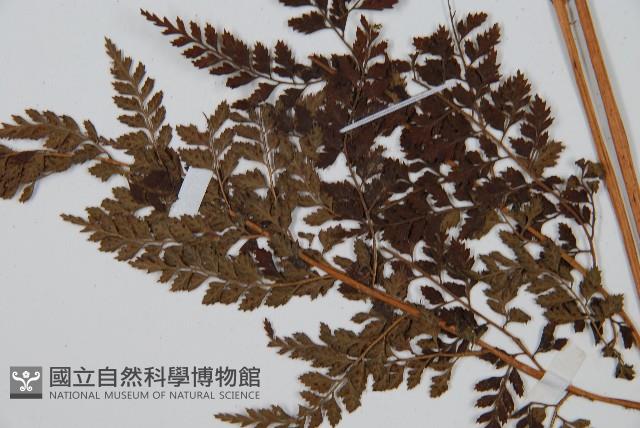 美麗複葉耳蕨藏品圖，第5張