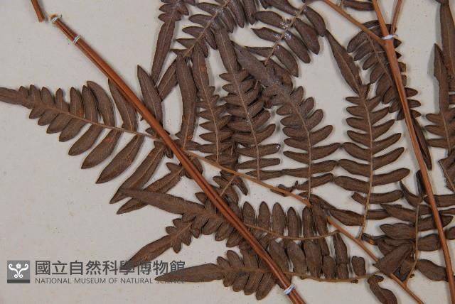 蕨藏品圖，第5張