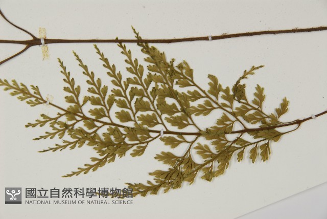 骨碎補鐵角蕨藏品圖，第5張