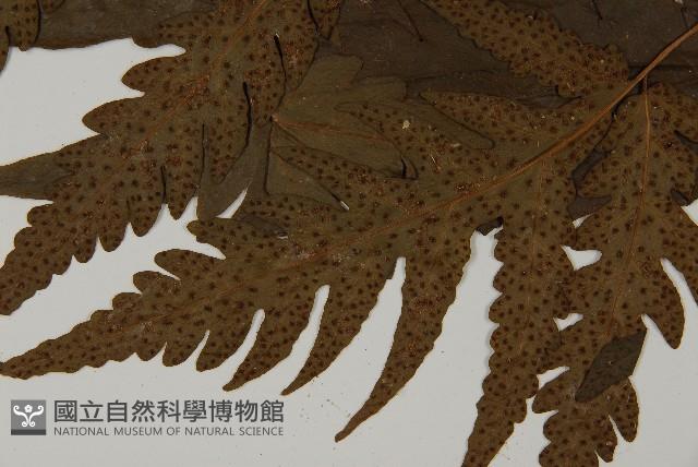 條裂三叉蕨藏品圖，第5張