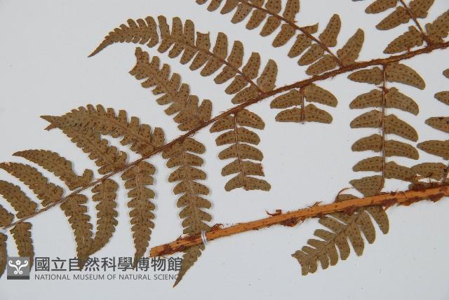 闊鱗鱗毛蕨藏品圖，第5張