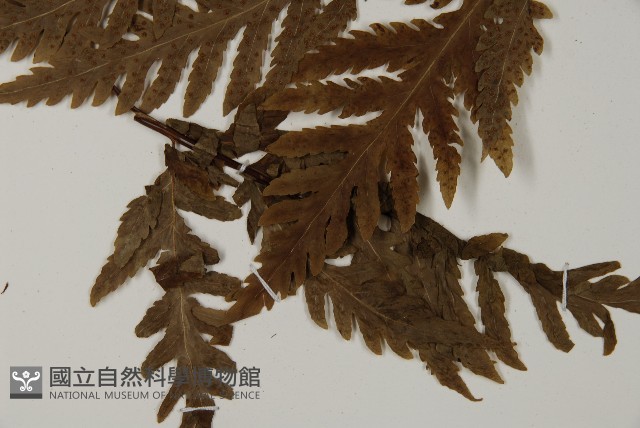 毛葉軸脈蕨藏品圖，第5張