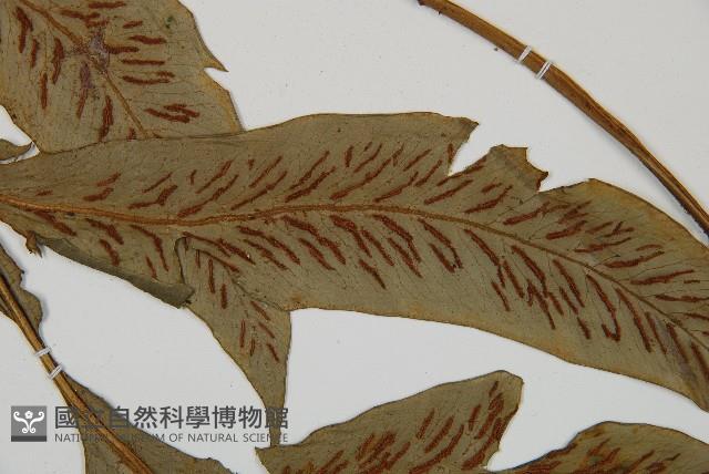 網脈雙蓋蕨藏品圖，第5張