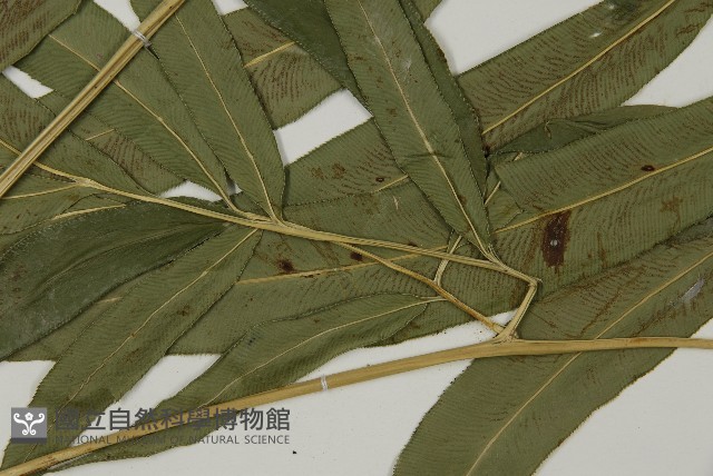 日本鳳丫蕨藏品圖，第5張