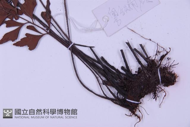 石生鐵角蕨藏品圖，第5張
