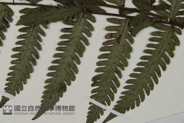 高士佛擬肋毛蕨藏品圖，第5張