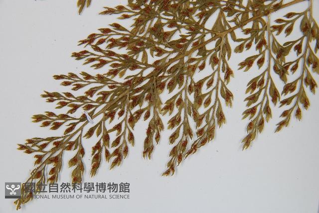 薄葉鐵角蕨藏品圖，第5張