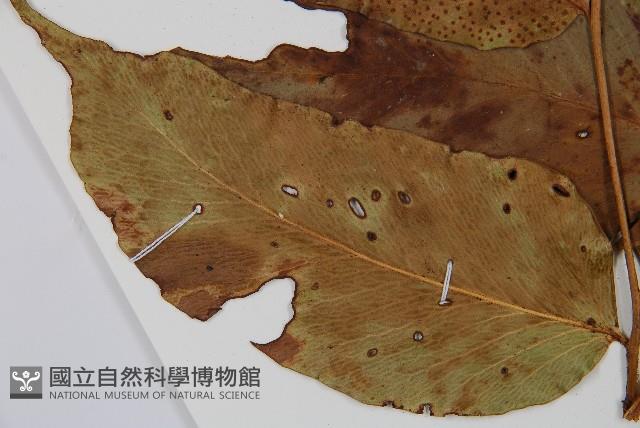 大葉貫眾蕨藏品圖，第5張