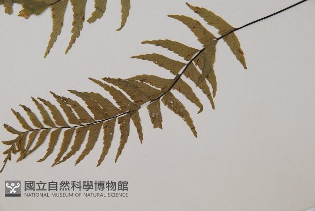 單邊鐵角蕨藏品圖，第5張
