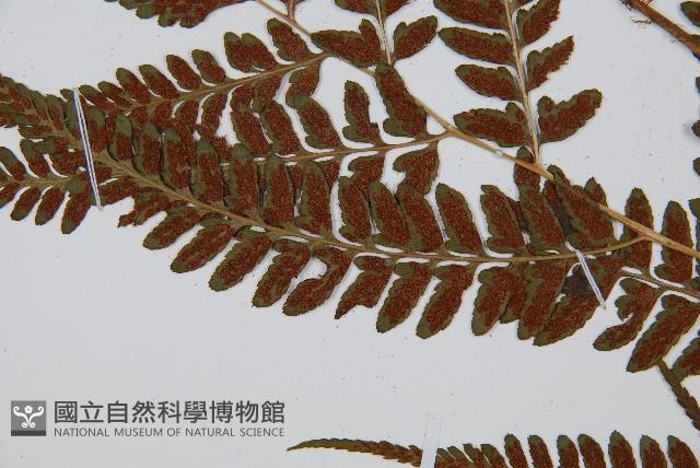 華中介蕨藏品圖，第5張