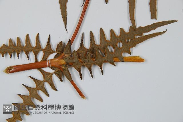 栗蕨藏品圖，第5張