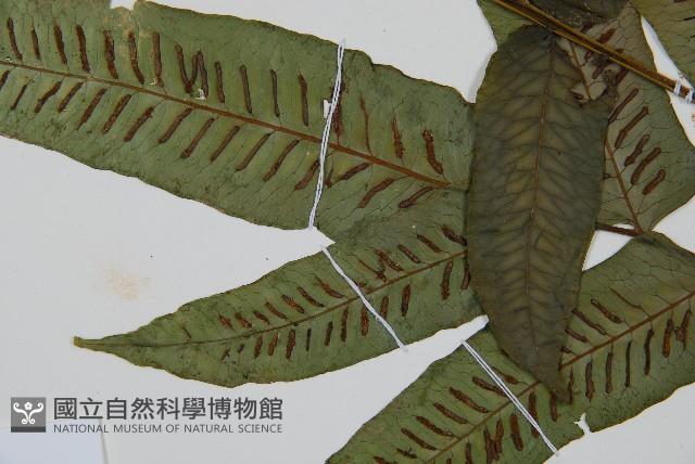 腸蕨藏品圖，第5張