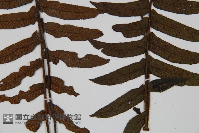 樸氏雙蓋蕨、毛柄蹄蓋蕨藏品圖，第5張