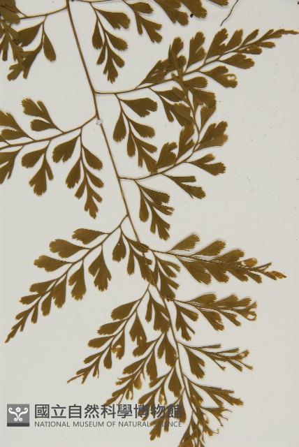 大黑柄鐵角蕨、黃鱗鐵角蕨、大羽鐵角蕨藏品圖，第5張