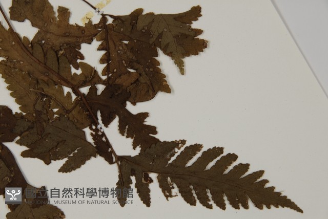 薄葉三叉蕨藏品圖，第5張