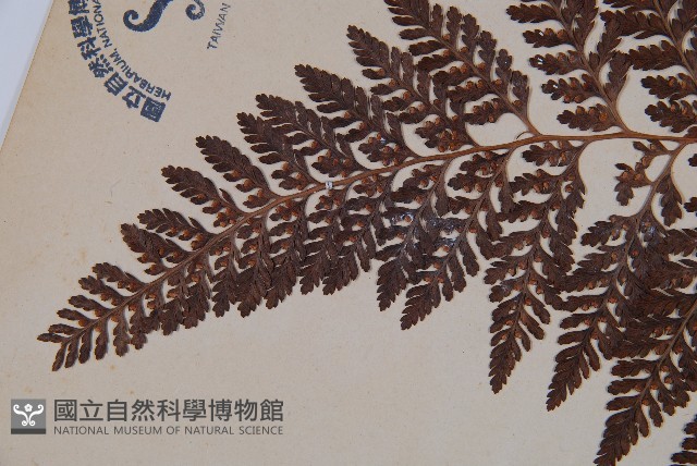 杯狀蓋陰石蕨藏品圖，第5張