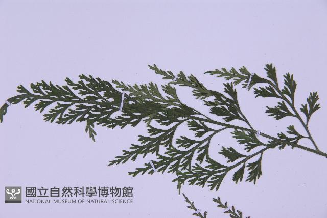 尖葉鐵角蕨藏品圖，第5張