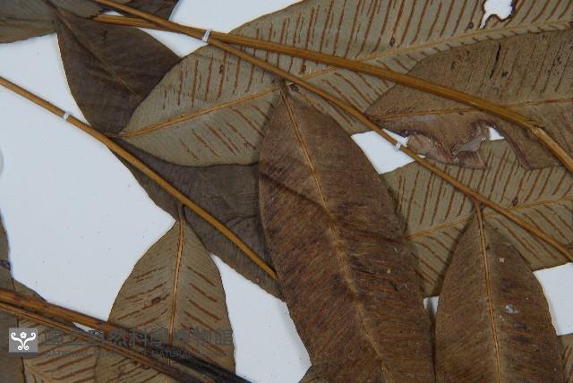 細柄雙蓋蕨藏品圖，第5張