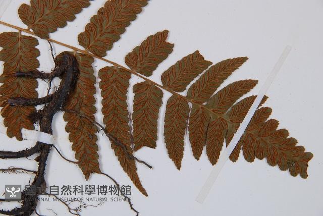 江南短腸蕨藏品圖，第5張