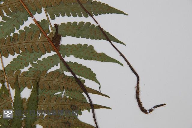 東洋蹄蓋蕨、假蹄蓋蕨藏品圖，第5張